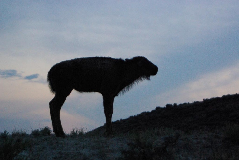A Bison calf walks along a ridge at sunset.