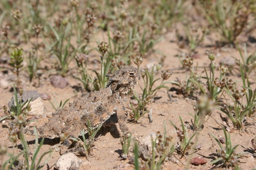 This Horned Lizard blends in perfectly in its surroundings.