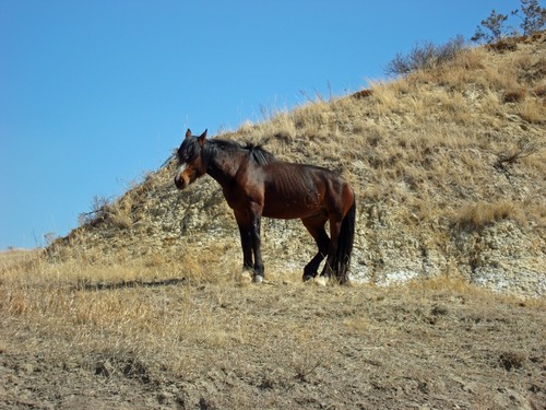 Solitary horses tend to be bachelor stallions that are trying to form a herd of their own.