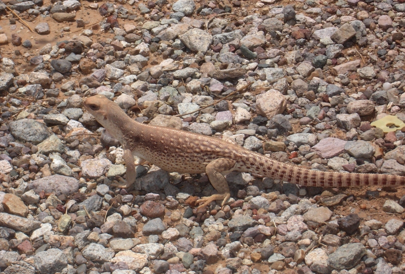 This Desert Iguana got its picture taken as it was passing by the visitor center.