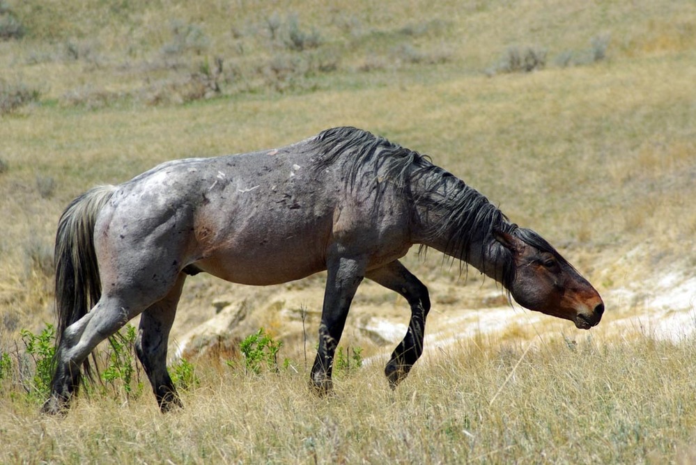 Wild (Feral) Horse in the South Unit of Theodore Roosevelt National Park.