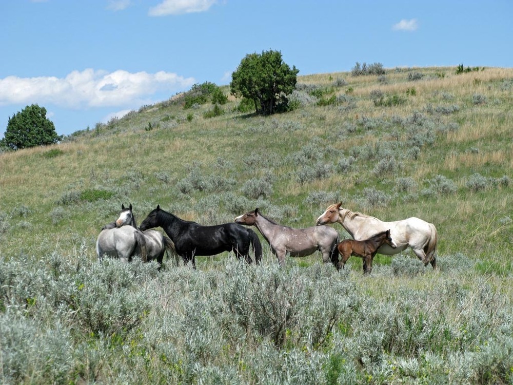 Wild (Feral) Horses in the South Unit of Theodore Roosevelt National Park.