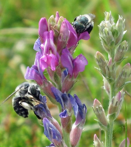 Bumblebees on standing milkvetch