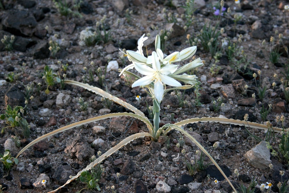 This Ajo Lily is a treat to see, watch for these delicate blooms in sandy areas or down in wash bottoms.
