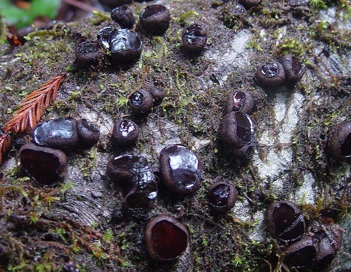 Daldinia grandis on a log.