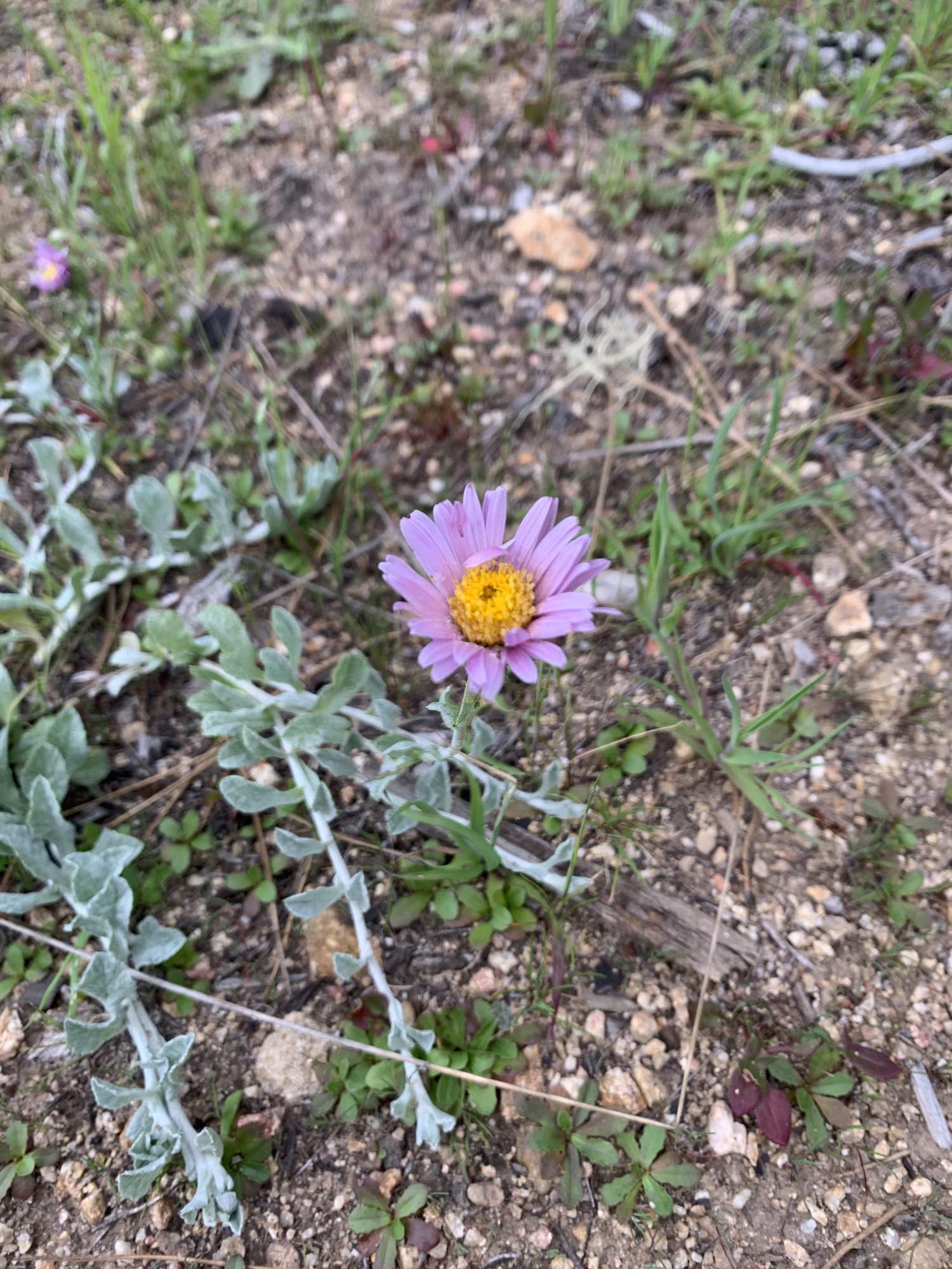 Leafed stems densely covered in white hairs lead to a single flower consisting of outer ray flowers and inner disk flowers. Tens of light purple ray flowers whimsically overlap each other around a center cluster of yellow bristly disk flowers.