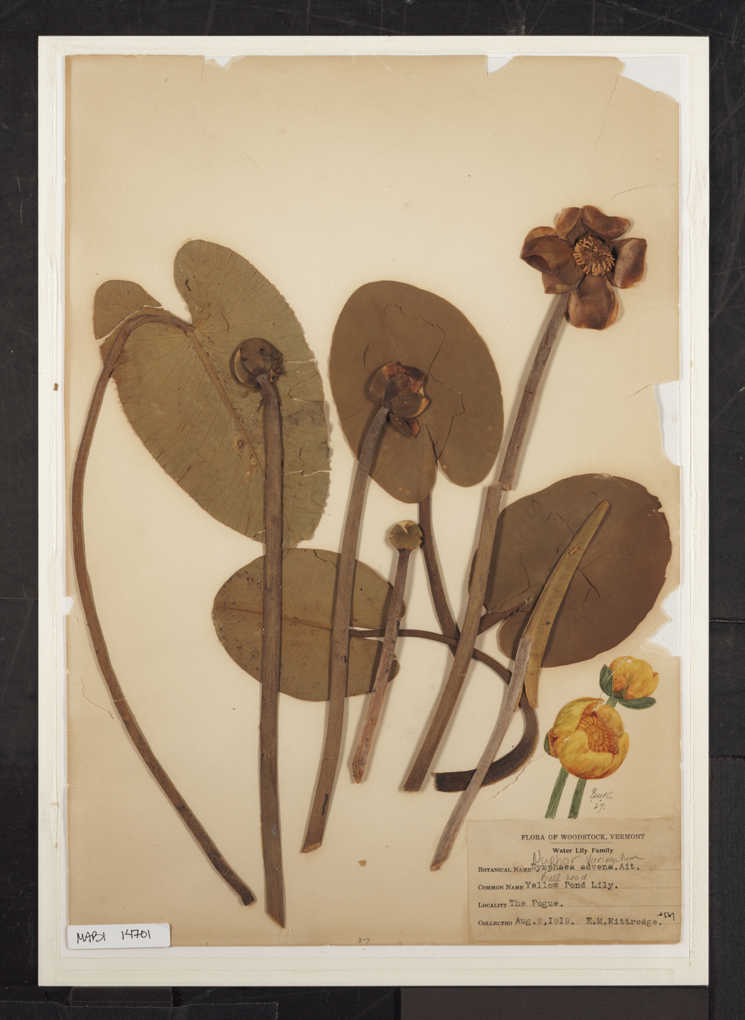Preserved biological specimen on paper.