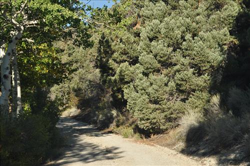 Cyclic Roads Brushing Needs