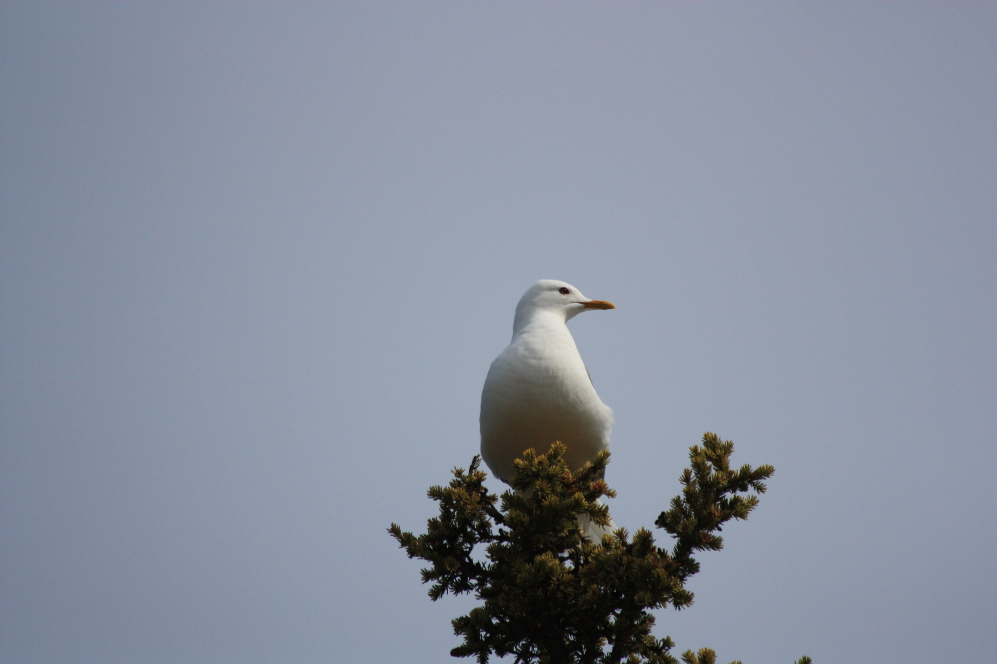 a white and gray bird  sitting in a spruce tree