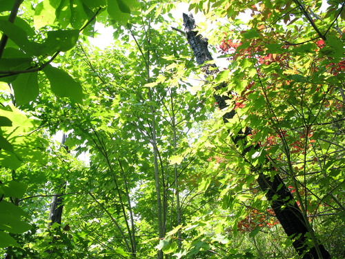 Plot Code: GRSM_AA_0603_6