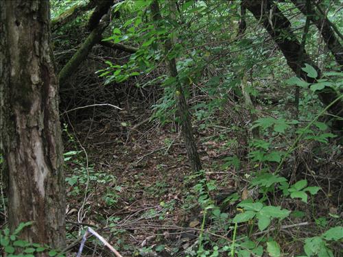 Swift Run wavyleaf basketgrass site before treatment in 2008.