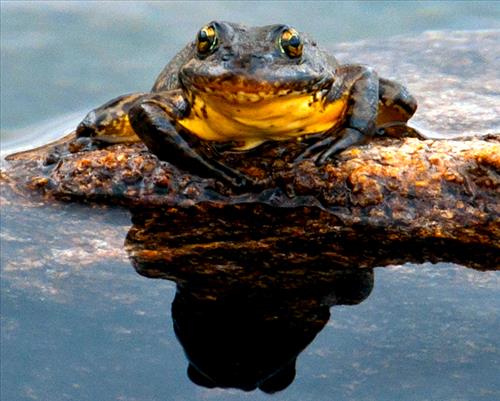 Sierra Nevada Yellow-legged Frogs in Kings Canyon National Park in August 2012 and 2014.