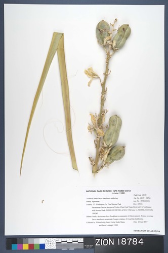 Herbarium Specimen Sheet 18784