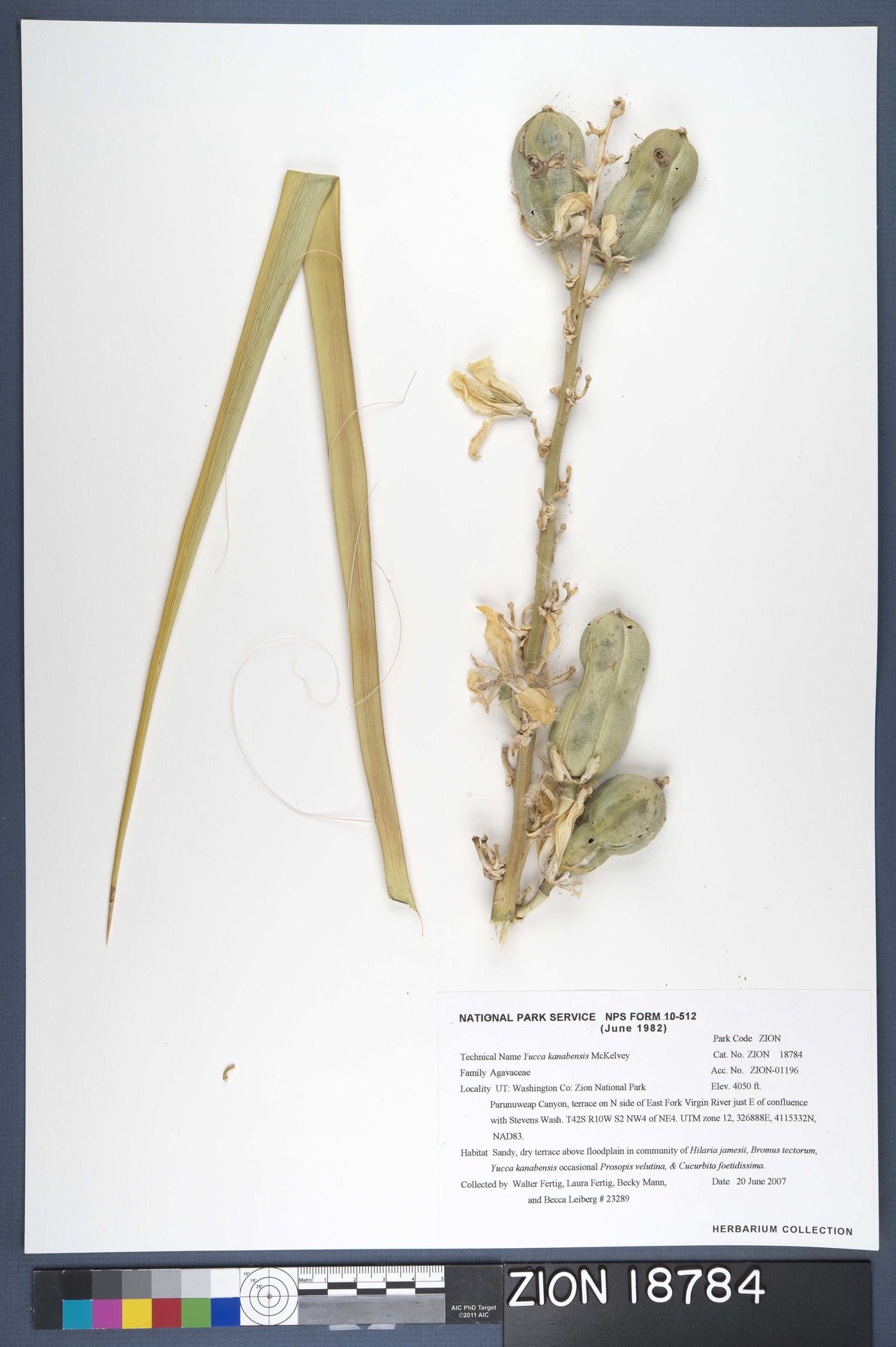 Herbarium Specimen Sheet 18784