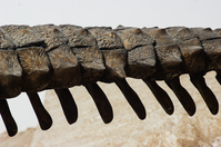 Aetosaur Mount Tail - sh