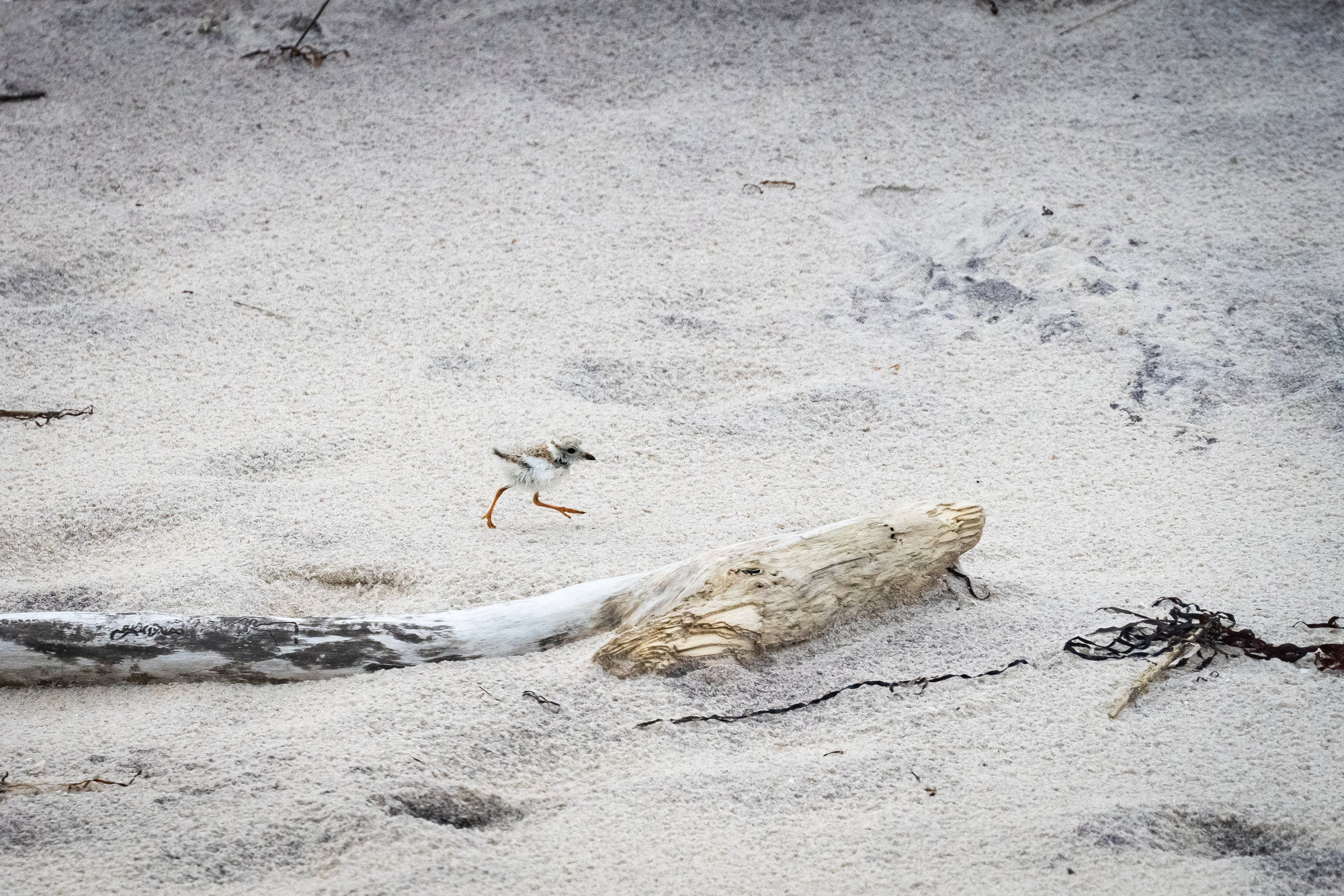 A small, young bird chick with white, brown and gray coloring runs on sand past driftwood. Its body is round and it has long orange legs.