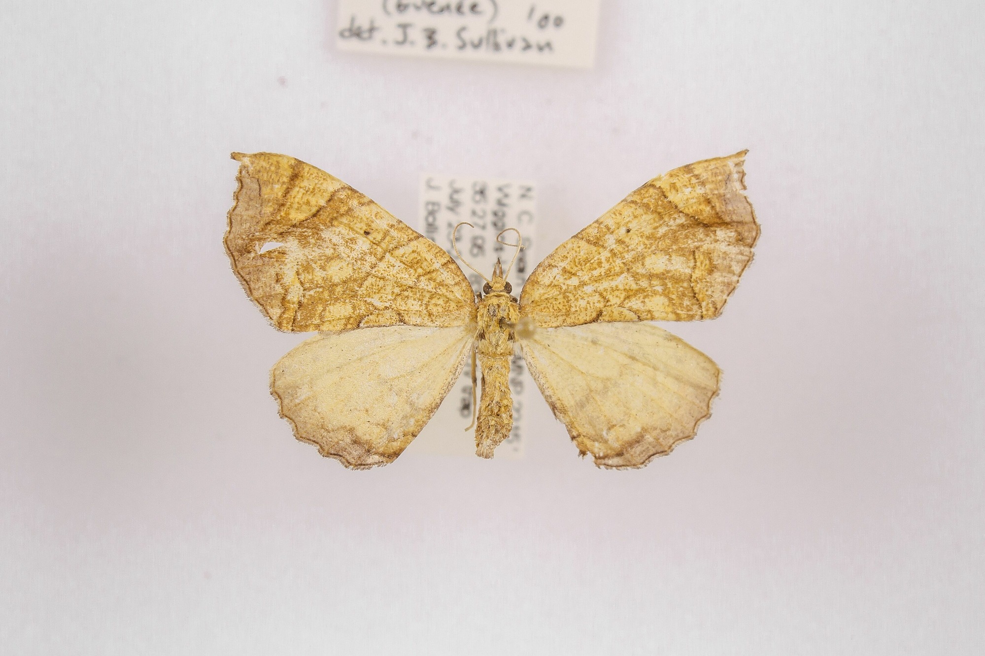 Image of Eulithis gracilineata, a species of Animalia
