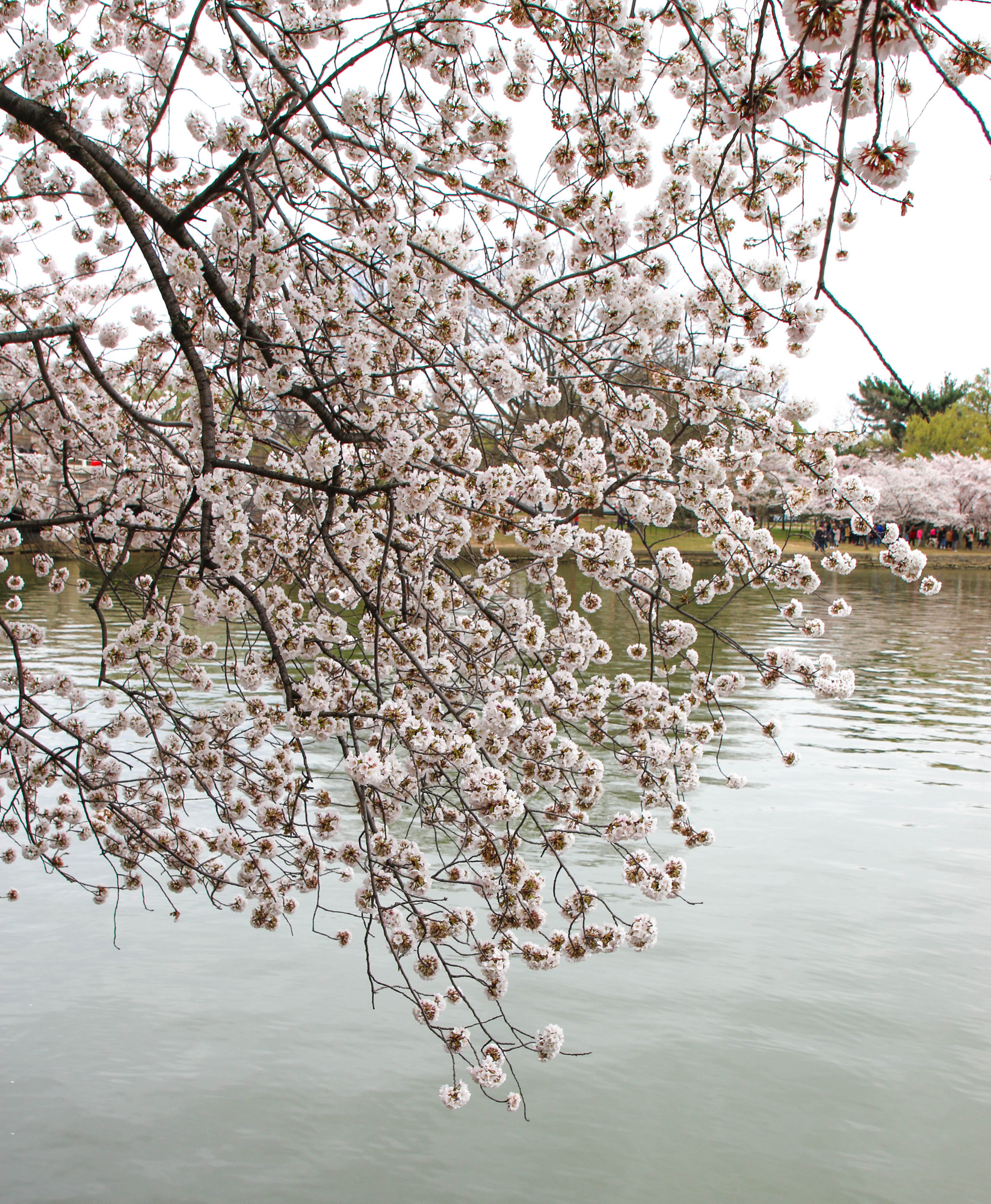 Cherry blossoms on a branch