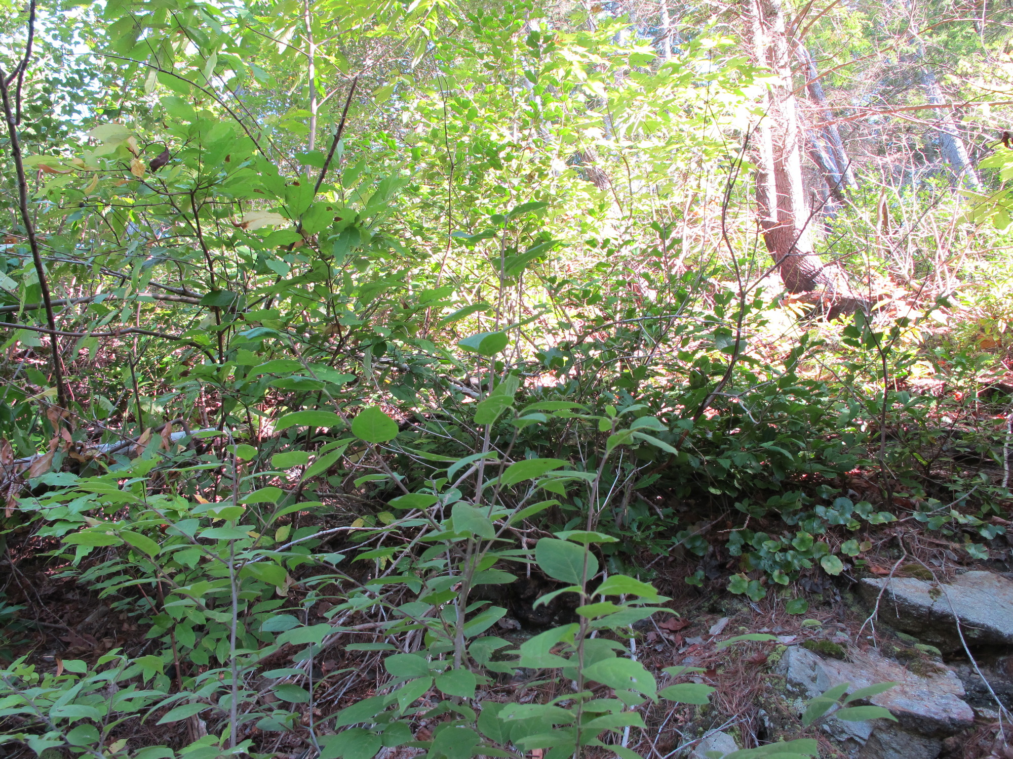 GRSM Accuracy Assessment. Plot Code: GRSM_AA_0808_2