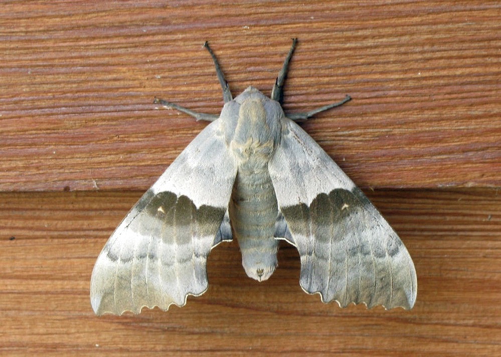 Western Poplar Sphinx