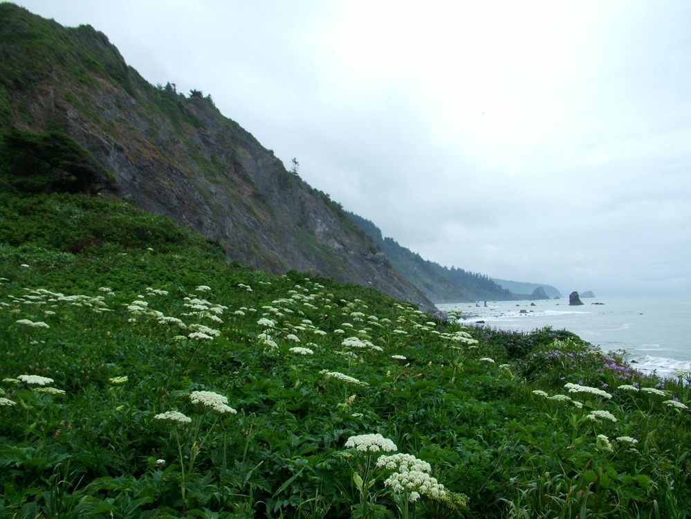 Cow parsnip mouth of Damnation Creek.