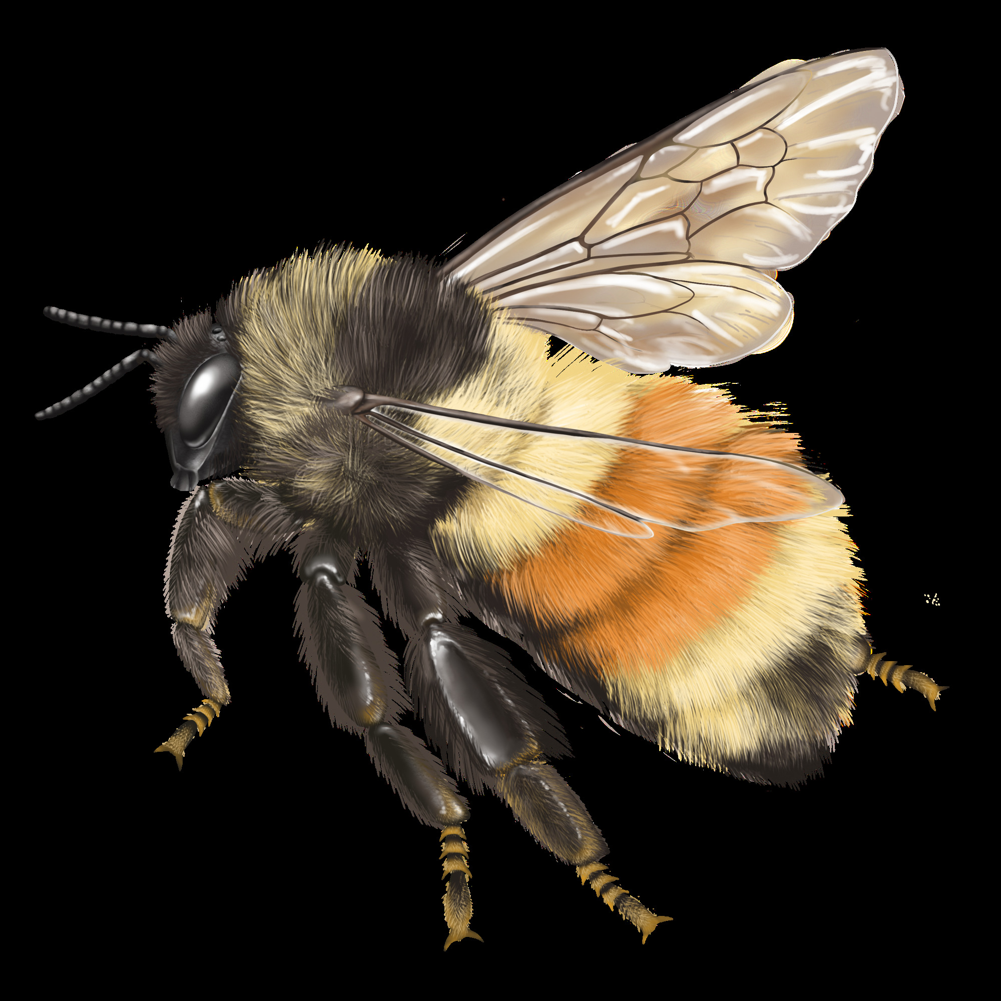 illustration of a bee