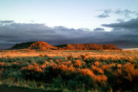 Flattops