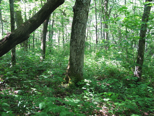 GRSM Accuracy Assessment. Plot Code: GRSM_AA_0495_4