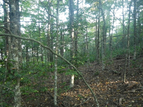 GRSM Accuracy Assessment. Plot Code: GRSM_AA_0216_2