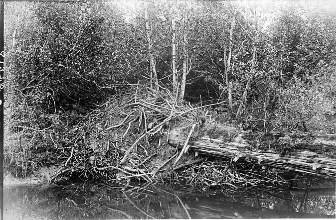beaver dam
