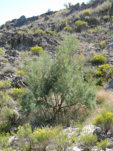 Tamarix ramosissima