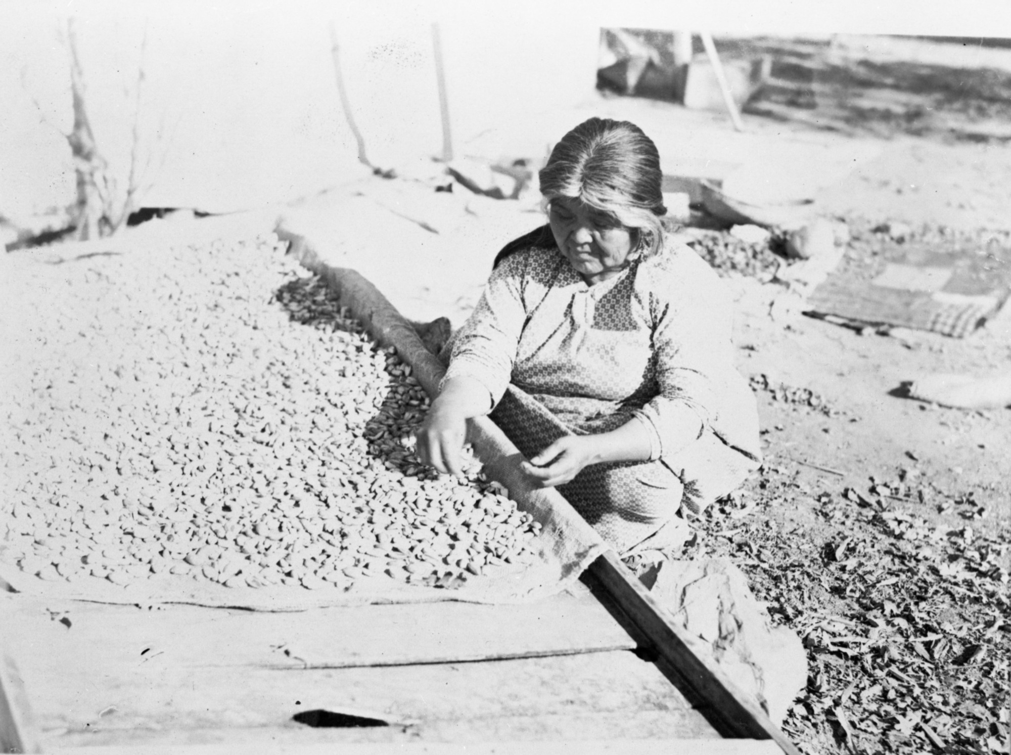 Copy Neg: April 2001, L. Radanovich. Aida Icho drying acorns. Copied from the Frank Latta photo collection in the Yosemite Museum (Box 4, Icho-Aida file).