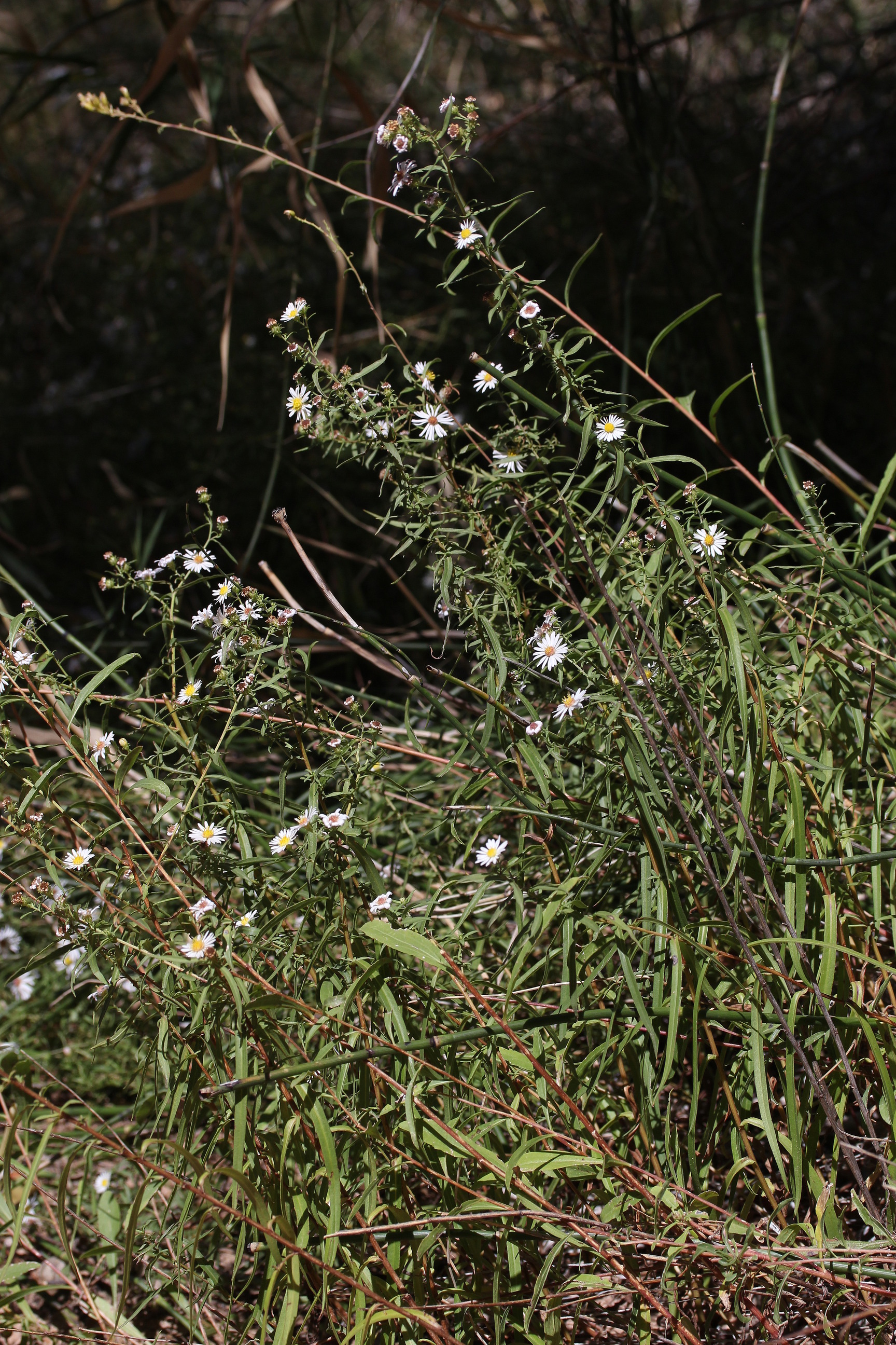 Aster welshii, Welsh's aster