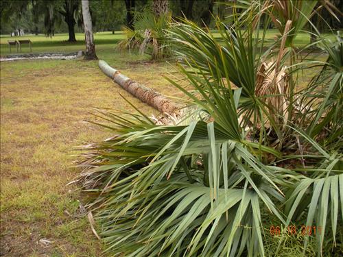Storm Damage Fort Frederica National Monument 2011