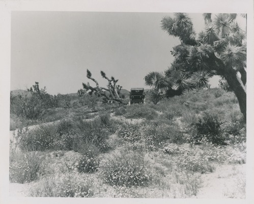 Black and white image of wildflowers