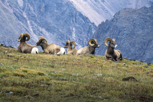 Five bighorn sheep rams sit on the tundra