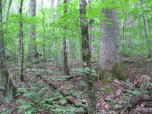 GRSM Accuracy Assessment. Plot Code: GRSM_AA_0040_5