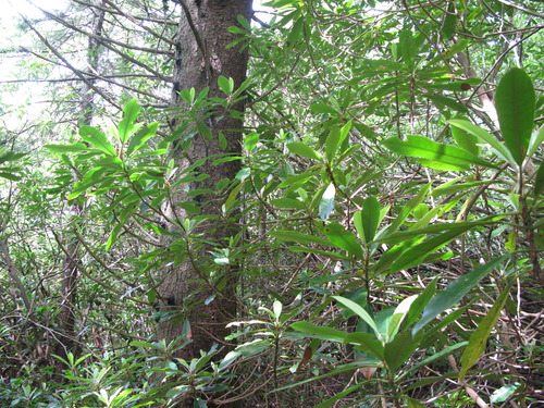 GRSM Accuracy Assessment. Plot Code: GRSM_AA_0134_5