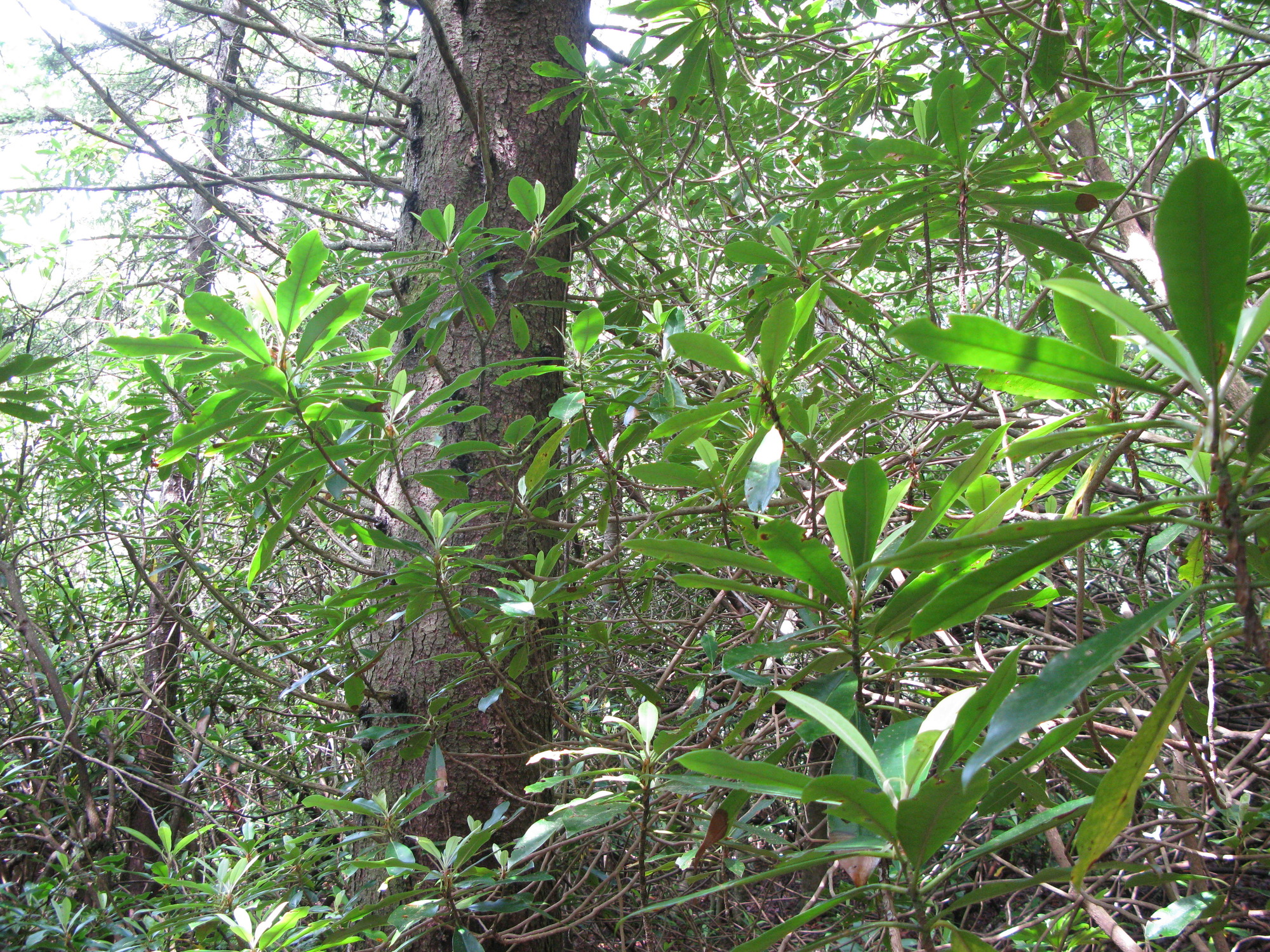 GRSM Accuracy Assessment. Plot Code: GRSM_AA_0134_5