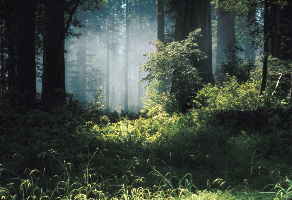 Fog in an ancient coast redwood (Sequoia sempervirens) forest.