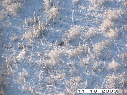 Moose Survey, Yukon-Charley, 2003 2