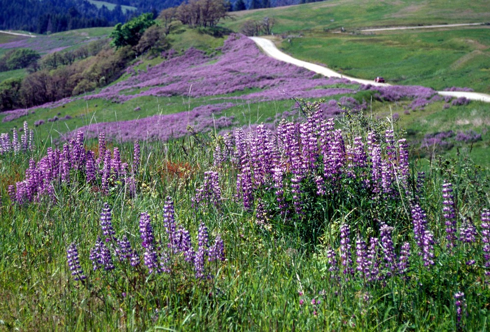 Luping bloom along Bald Hills Road.