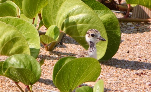 Wilson's Plover chick hiding in the vegetation known as railroad vine on the beach.