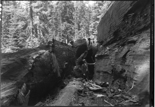 Forester E. C. Solinsky inside Massachusetts Big Tree