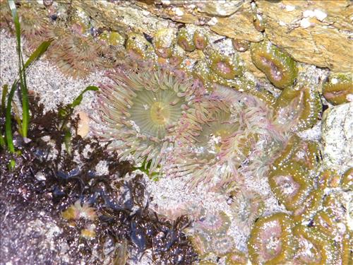 Tidepools
