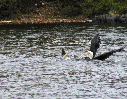 Kruse Bay, Rainy Lake, Voyageurs National Park