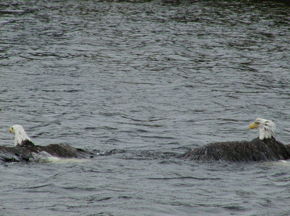 Kruse Bay, Rainy Lake, Voyageurs National Park