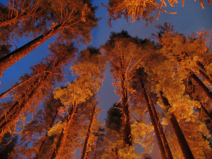 glowing canopy reflecting fire glow at night