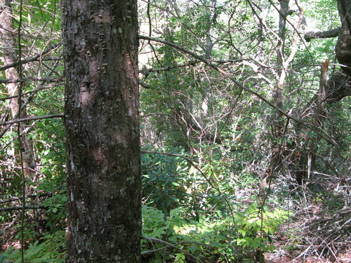 GRSM Accuracy Assessment. Plot Code: GRSM_AA_0975_2