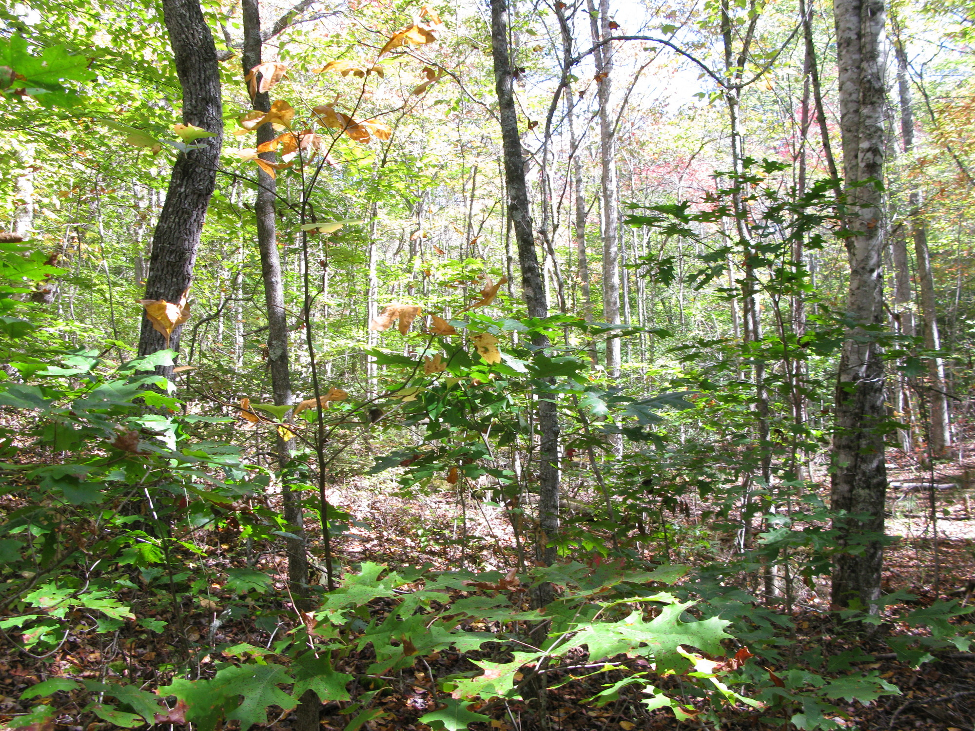 GRSM Accuracy Assessment. Plot Code: GRSM_AA_0337_6